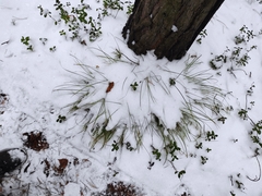 Carex pediformis macroura