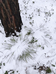 Carex pediformis macroura