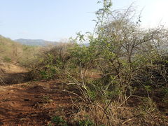 Azima tetracantha