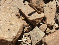 Steatoda ancorata