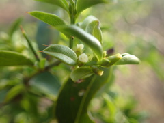 Azima tetracantha