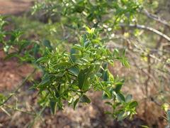 Azima tetracantha