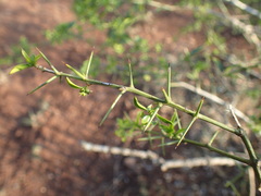 Azima tetracantha