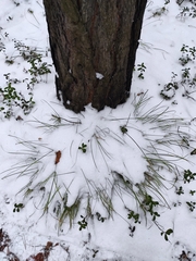 Carex pediformis macroura