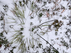 Carex pediformis macroura