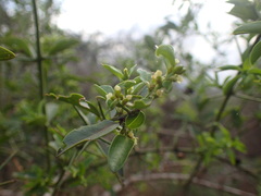 Azima tetracantha