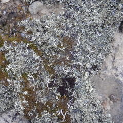 Xanthoparmelia taractica