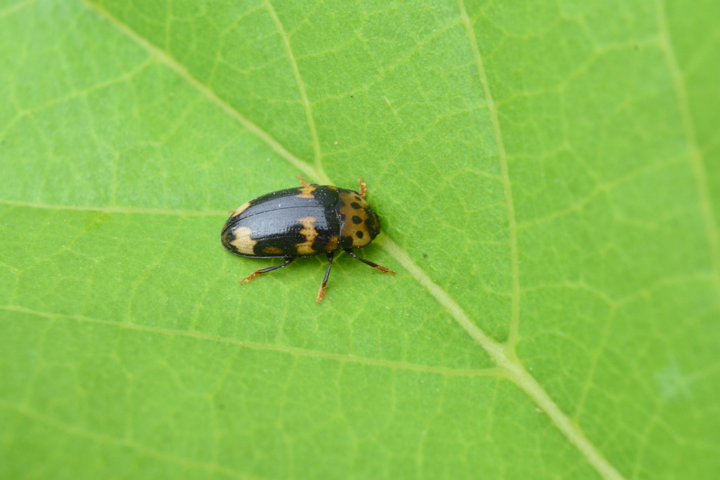 Ischyrus natalensis
