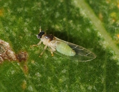 Bactericera minuta