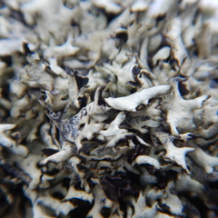 Xanthoparmelia taractica