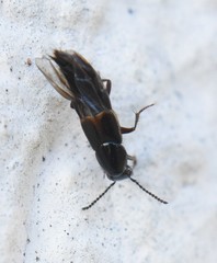 Quedius cinctus