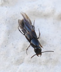 Quedius cinctus