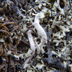 Xanthoparmelia taractica