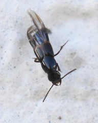 Quedius cinctus