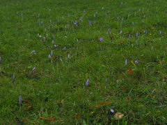 Crocus ligusticus