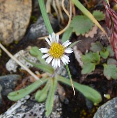 Erigeron humilis