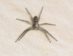 Philodromus buxi