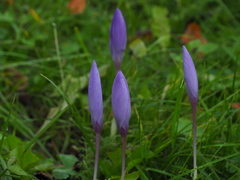 Crocus ligusticus