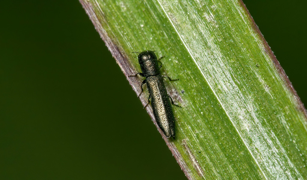Cylindromorphus