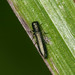 Cylindromorphus - Photo (c) Per Hoffmann Olsen, some rights reserved (CC BY-NC), uploaded by Per Hoffmann Olsen
