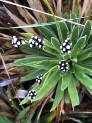 Paepalanthus itatiaiensis