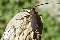 Mephritus callidioides