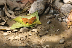 Pseudergolis wedah