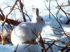 Alaskan Hare photo 3