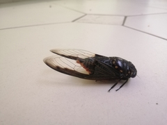 Cryptotympana aquila