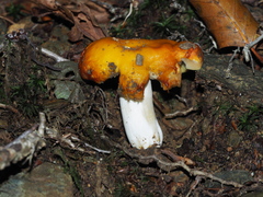 Russula aurea