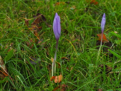 Crocus ligusticus