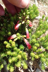 Erica regia