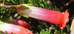 Erica regia