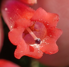 Erica regia
