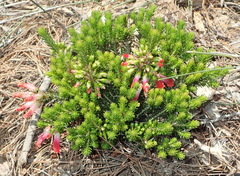 Erica regia