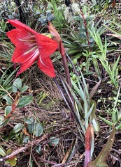 Hippeastrum morelianum