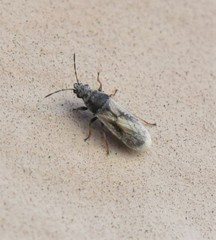 Metopoplax ditomoides