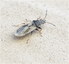 Metopoplax ditomoides