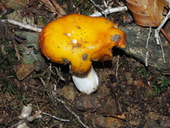 Russula aurea
