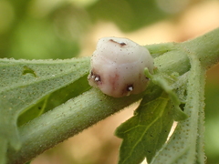 Ceroplastes cirripediformis