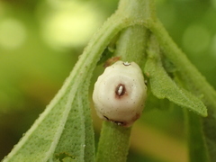 Ceroplastes cirripediformis