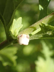 Ceroplastes cirripediformis
