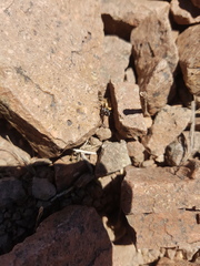 Steatoda ancorata