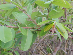 Hancornia speciosa