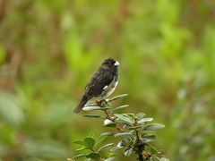 Sporophila luctuosa
