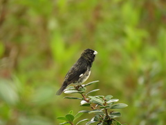 Sporophila luctuosa