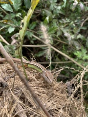 Takydromus septentrionalis