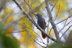 Thamnophilus palliatus