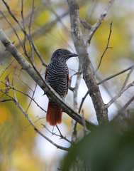 Thamnophilus palliatus