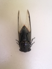 Cryptotympana aquila